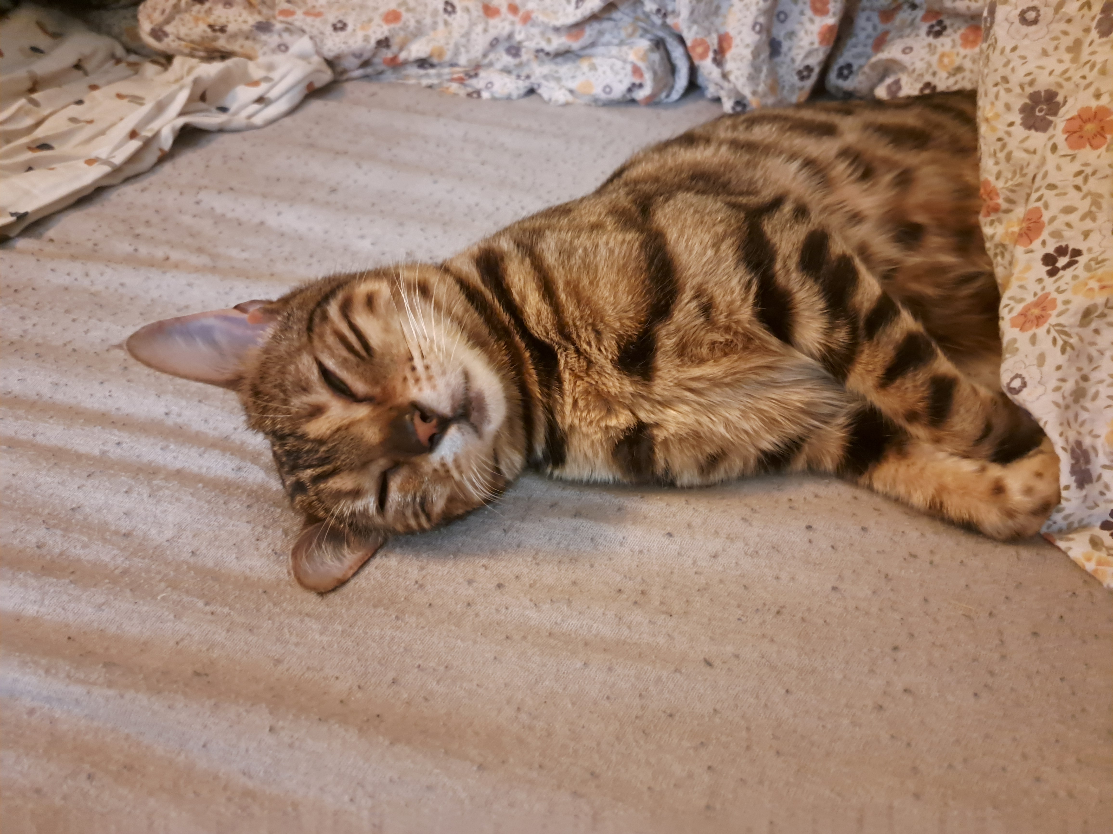 Bild von Nala