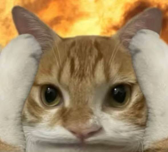 coole katze